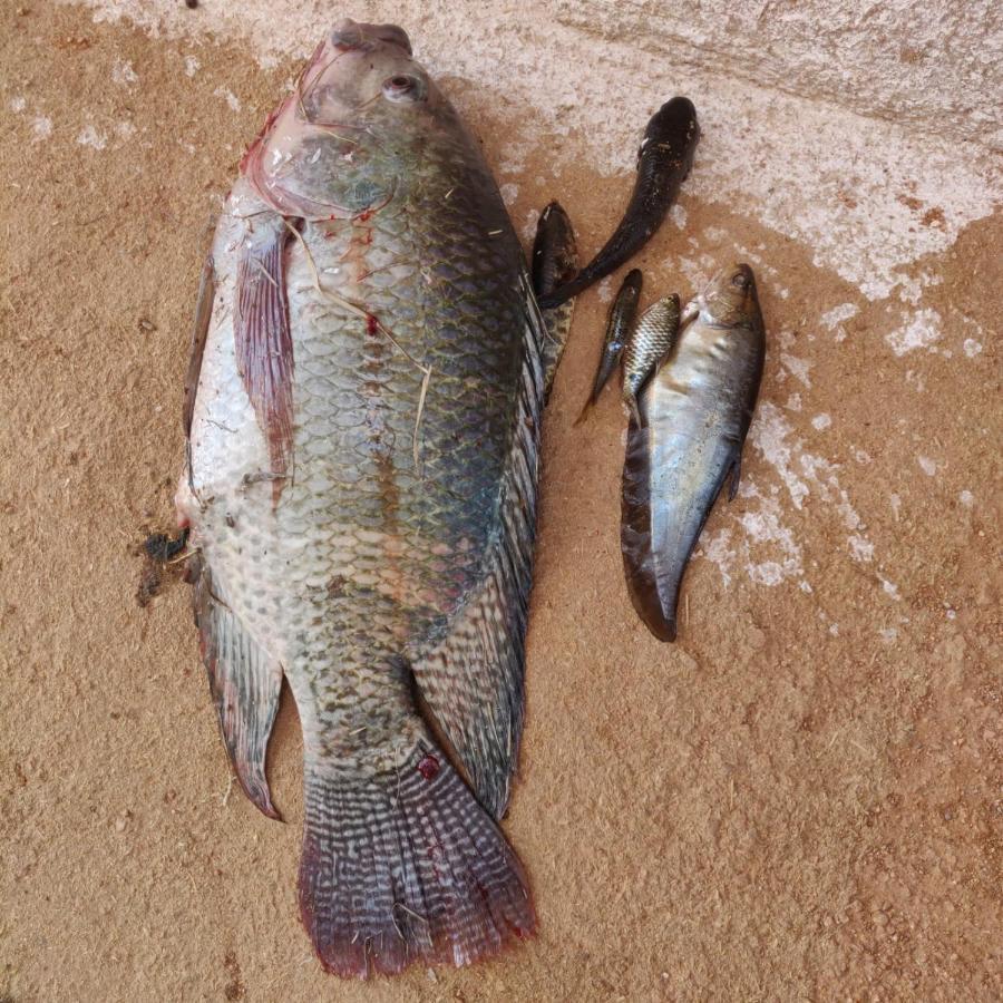 Chandera Kothi 오르차 외부 사진